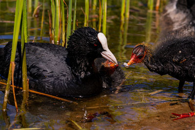 Eurasian coot fledgling