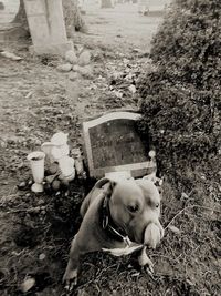 High angle view of dog on field