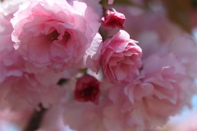 Close-up of fresh pink roses