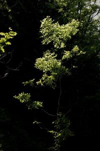 Plants against trees