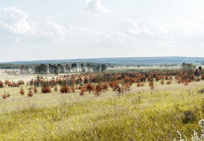 Scenic view of field against sky