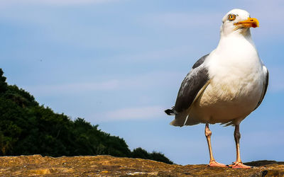 Seagull perching on rock against sky