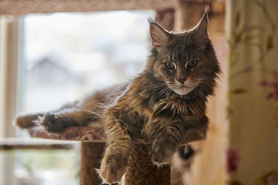 Maine coon tortoiseshell cat sitting on cat house. adult female maine coon purebred cat. tortie cat