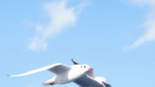 Low angle view of seagull flying