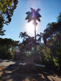 Low angle view of coconut palm trees against sky