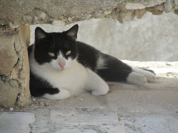 Close-up portrait of cat sitting