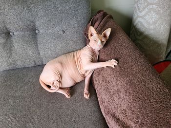 High angle cute view of shynx hairless cat sleeping on sofa at home