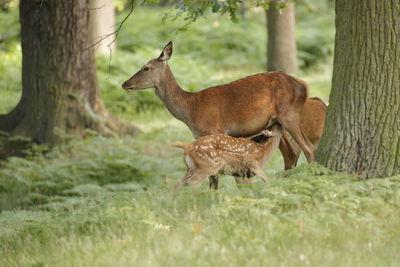 Deer in a field