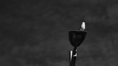 Close-up of seagull perching on street light