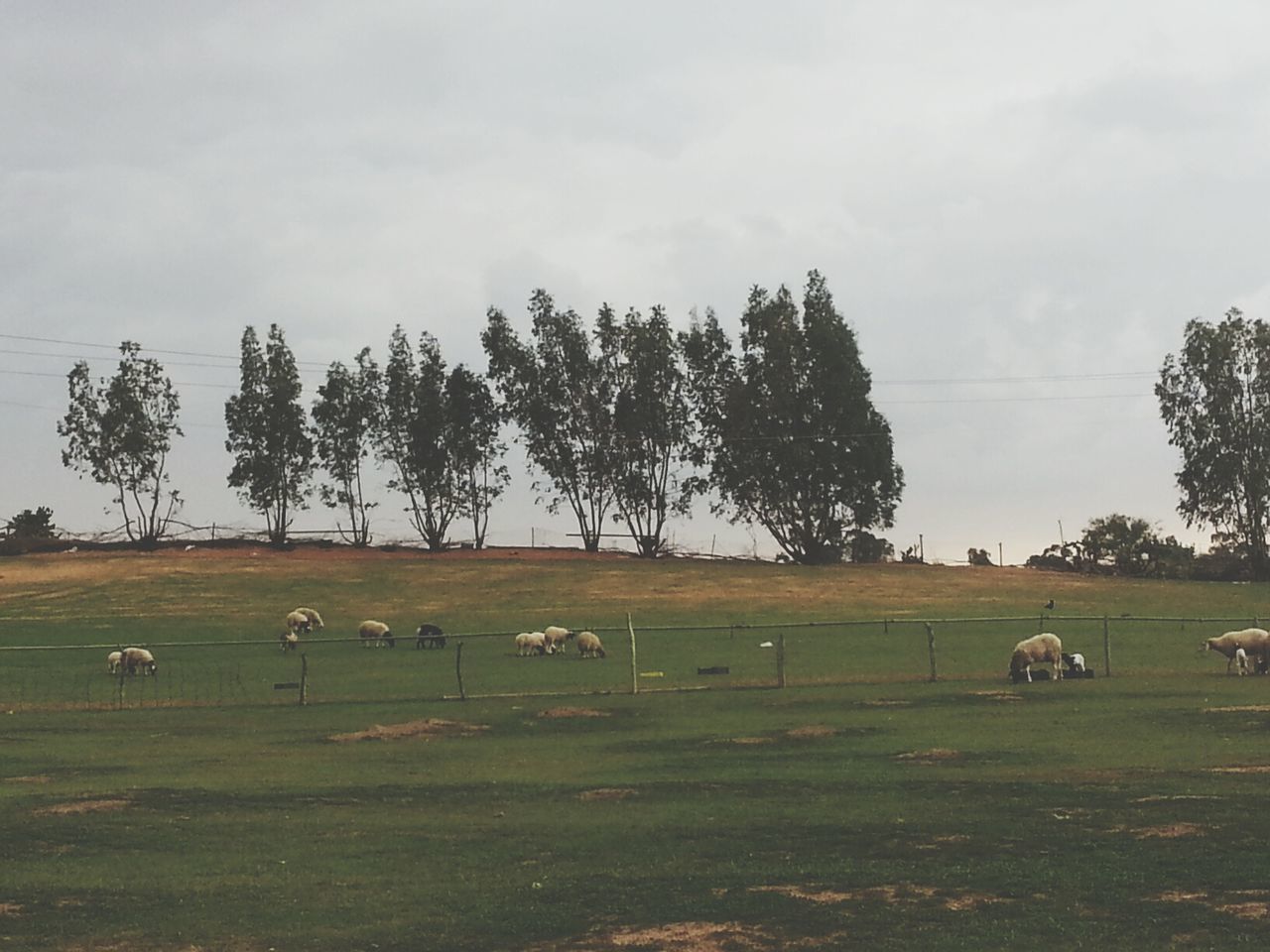 animal themes, grass, field, domestic animals, tree, mammal, sky, landscape, livestock, grazing, grassy, rural scene, cow, nature, domestic cattle, pasture, tranquility, green color, tranquil scene