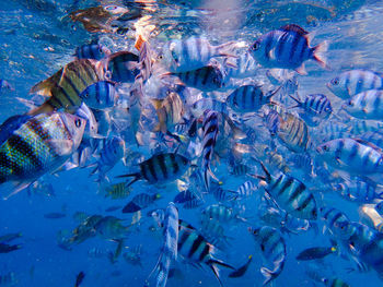 School of fish swimming in sea