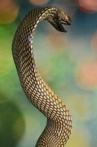 Close-up of snake