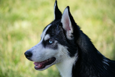 Close-up of dog looking away