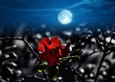 Close-up of red flower blooming outdoors