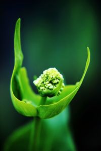 Close-up of green plant against black background