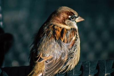 Close-up of bird