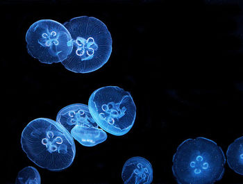 Close-up of jellyfish swimming in sea