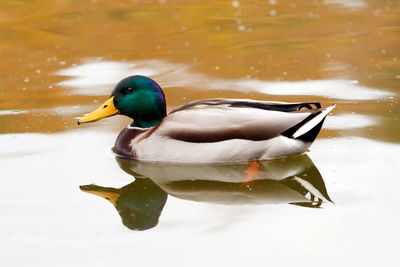 Duck swimming in lake