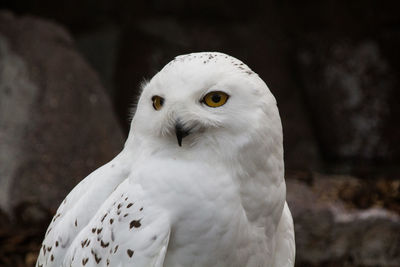 Close-up portrait of owl