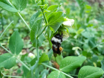 Close-up of butterfly pollinating on leaf