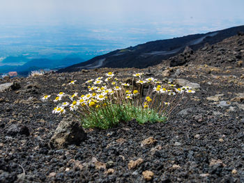 Close-up of flowers on rock against sky