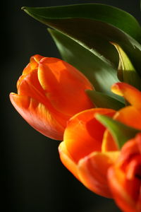 Close-up of orange flowers