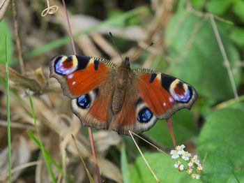 Close-up of butterfly perching on flower