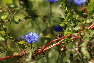 Close up bokeh shot of blue flowers