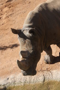 Close-up of horse on sand