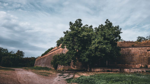 Trees by plants against sky