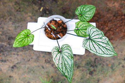 High angle view of fresh green leaves