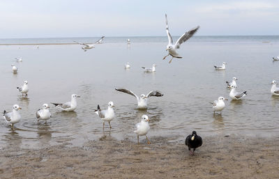 Flock of seagulls on beach