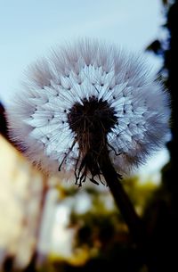 Close-up of dandelion flower