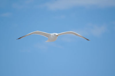 Low angle view of seagull flying in sky