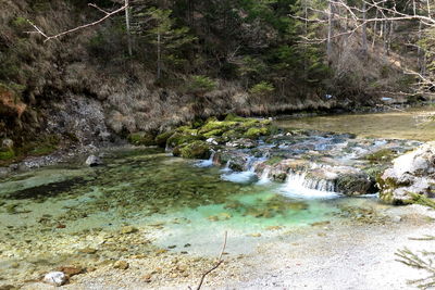 Stream flowing in forest