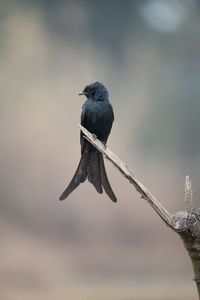 Close-up of bird perching on branch