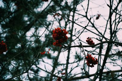 Close-up of red berries on branch