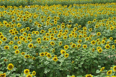 Full frame shot of sunflower field