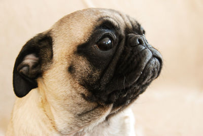 Close-up of dog looking up