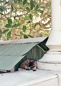 Dog relaxing on a tree