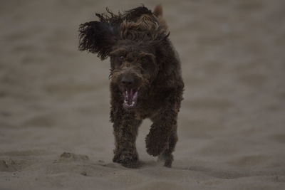 Portrait of dog running on beach