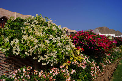 Flowers blooming against clear sky