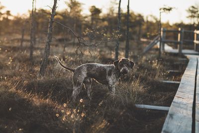 Dog on field