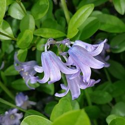 Close-up of purple flowers blooming outdoors