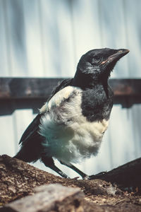 Close-up of bird perching on rock