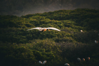 Bird flying against mountain