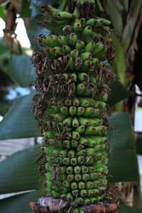 Close-up of cactus growing on plant