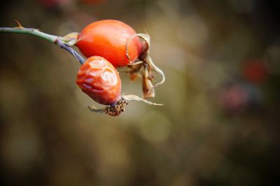 Close-up of red berries on plant