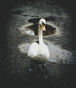 High angle view of swan in lake