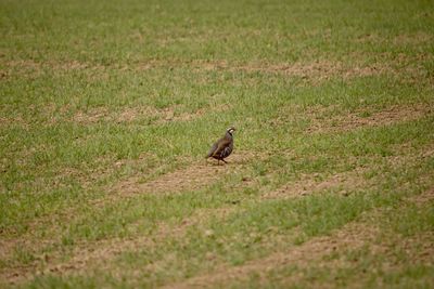 Bird walking on a field